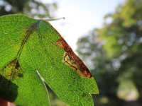 Stigmella crataegella - 13th August 2025 - Wyver Lane, Belper - Dsave Evans