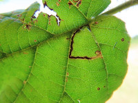 Bucculatrix demaryella - 13th August 2025 - Wyver Lane, Belper - Dave Evans