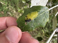 Phyllonorycter comparella - 18th August 2025 - Alvaston Park, Derby - Sam Goddard