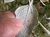 Phyllonorycter comparella - 18th August 2025 - Alvaston Park, Derby - Sam Goddard