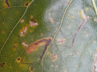 Stigmella trimaculella - 24th August 2025 - Sinfin, Derby - Andrew-John Shervill