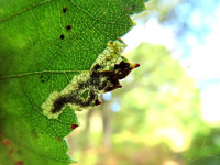 Ectoedemia minimella - Leaf Mine - 2nd Sept 2025 - Wyver Lane, Belper - Dave Evans