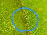 Phyllonorycter platani  mine showing larva - 23rd Sept 2025 - Sunnyhill, Derby - Andrew-John Shervill