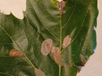 Phyllonorycter platani - 23rd Sept 2025 - Sunnyhill, Derby - Andrew-John Shervill