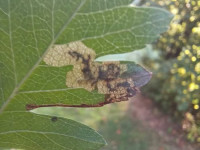 Ectoedemia atricollis - 30th September 2025 - Sunnydale LNR, Derby - Andrew-John Shervill