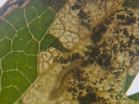 Ectoedemia atricollis - 30th September 2025 - Sunnydale LNR, Derby - Andrew-John Shervill