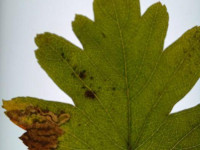 Stigmella oxyacanthella - 29th October 2025 - mine on Crataegus (Hawthorn) at Sunnydale LNR . Identified on British Leafminers FB - Rob Edmunds.