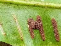 Psychoides verhuella - 17th January 2026 on Hart's Tongue Fern - Markham Vale - Mark Radford