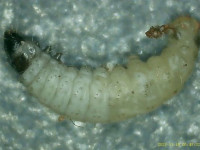 Psychoides verhuella - 17th January 2026 on Hart's Tongue Fern - Markham Vale - Mark Radford