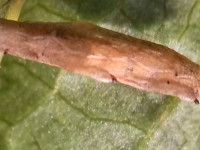 Coleophora gryphipennella - larval case - Dog Rose - 30th March 2026 - Markham Vale South Tip - Mark Radford