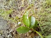 Coleophora gryphipennella - Dog Rose - 30th March 2026 - Markham Vale South Tip - Mark Radford