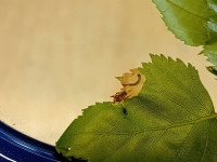 Eriocrania sangii - April 2026 - Tenanted Mine on Silver Birch showing the grey larva - Markham Vale South Tip - Mark Radford
