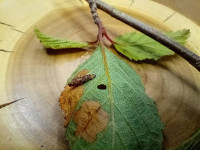Coleophora binderella - Larval case and mines on Alder - 22nd April 2026 - Markham Vale - Mark Radford