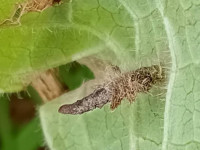 Coleophora lineolea - Larval case - 26th April 2026 - Markham Vale South Tip - Mark Radford