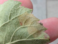 Bohemannia pulverosella - leaf mine 4th July 2025 -Norton Lees - Pete Mella