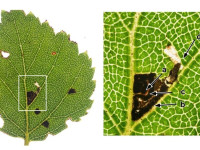 Bucculatrix demaryella - 29th Aug 2025 -Longdendale - Christian Heintzen - On Birch