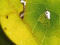 Bucculatrix thoracella - 4th Nov 2025 - Derby - Andrew John Shervill