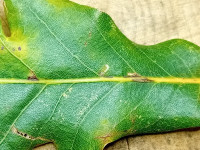 Bucculatrix ulmella - 4th Nov 2025 - Markham Vale - Mark Radford