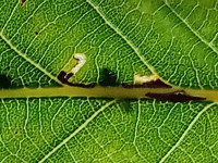 Bucculatrix ulmella - 4th Nov 2025 - Markham Vale - Mark Radford