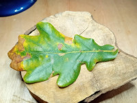 Bucculatrix ulmella - 4th Nov 2025 - Markham Vale - Mark Radford