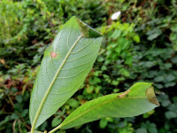 Caloptilia stigmatella - Dave Evans