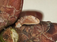 Coleophora flavipennella - 2nd Jan 2026 - larval case on oak - Calke Park - Graham Finch.