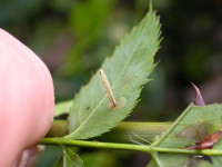 Coleophora gryphipenella - 16th October 2009 - Steve Orridge