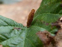 Coleophora serratella