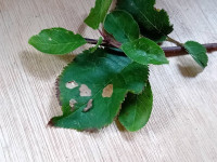Coleophora violacea - 22nd Oct 2025 - Markham Vale North Tip - Mark Radford