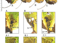 Ectoedemia argyropeza - On Aspen - 24th Nov 2025 - Glossop - Christian Heintzen