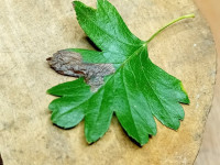 Ectoedemia atricolis - 24th Oct 2025 - Markham Vale - Mark Radford