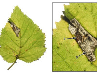 Ectoedemia minimella - 25th Oct 2025 - Glossop - Christian Heintzen - on Birch (Betula)