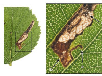 Eriocrania sparrmanella - 29th Aug 2025 - Longdendale - Christian Heintzen