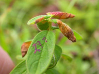 Euspilapteryx auroguttella - on Hypericum - Steve Orridge