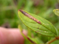Euspilapteryx auroguttella - 16th October 2009 - Rose End Meadows - Steve Orridge