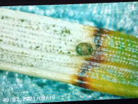 Exoteleia-dodecella-in-needles-of-Scots-Pine-9th-Nov-2025-Markham-Vale-North-Tip-Mark-Radford-2