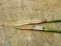 Exoteleia-dodecella-in-needles-of-Scots-Pine-9th-Nov-2025-Markham-Vale-North-Tip-Mark-Radford-copy