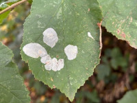 Phyllonorycter coryli - Tony Davison