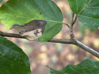 Phyllonorycter messaniella - Tony Davison
