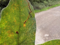 Stigmella aceris - 11th Oct 2025 - Willington Wetlands - Tony Davison