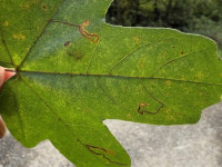 Stigmella aceris - 11th Oct 2025 - Willington Wetlands - Tony Davison