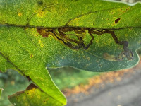 Stigmella aceris - 22nd Oct 2025 - Willington Wetlands - Tony Davison