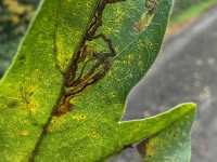 Stigmella aceris - 22nd Oct 2025 - Willington Wetlands - Tony Davison