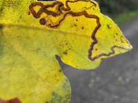 Stigmella aceris - 22nd Oct 2025 - Willington Wetlands - Tony Davison