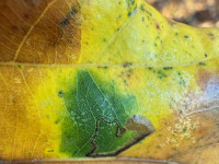 Stigmella atricapitella - 2nd Nov 2025 - Staunton Harold Reservoir - Tony Davison