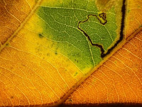 Stigmella atricapitella - 2nd Nov 2025 - Staunton Harold Reservoir - Tony Davison