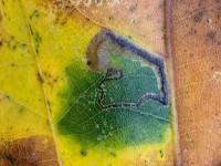 Stigmella atricapitella - 2nd Nov 2025 - Staunton Harold Reservoir - Tony Davison