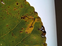 Stigmella trimaculella. on hybrid Poplar - 1st Nov 2025 - Alvaston Park, Derby - Andrew John Shervill