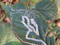 Stigmella aurella - on bramble - 30/11/2025 - Staunton Harold Reservoir - Tony Davison