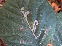 Stigmella aurella - on bramble - 30/11/2025 - Staunton Harold Reservoir - Tony Davison